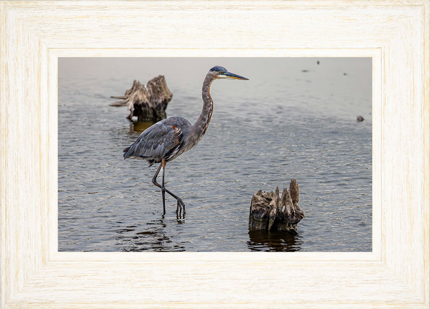 Great Blue at the Stumps -- Digital Print