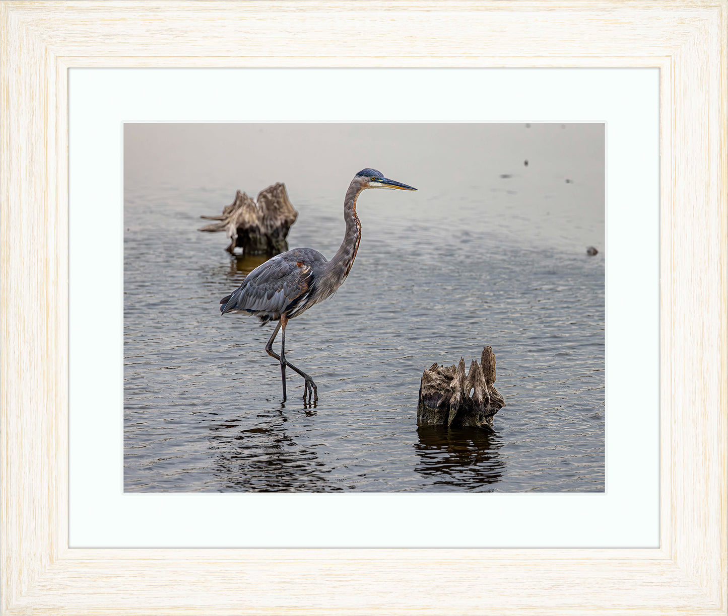 Great Blue at the Stumps -- Digital Print