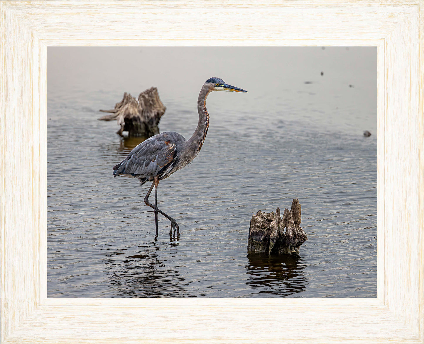 Great Blue at the Stumps -- Digital Print