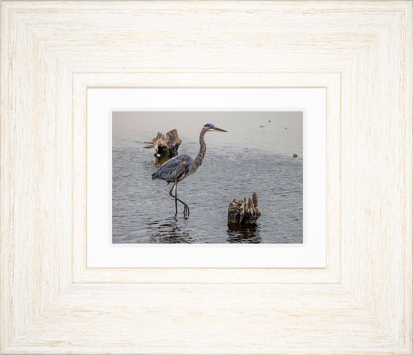 Great Blue at the Stumps -- Digital Print