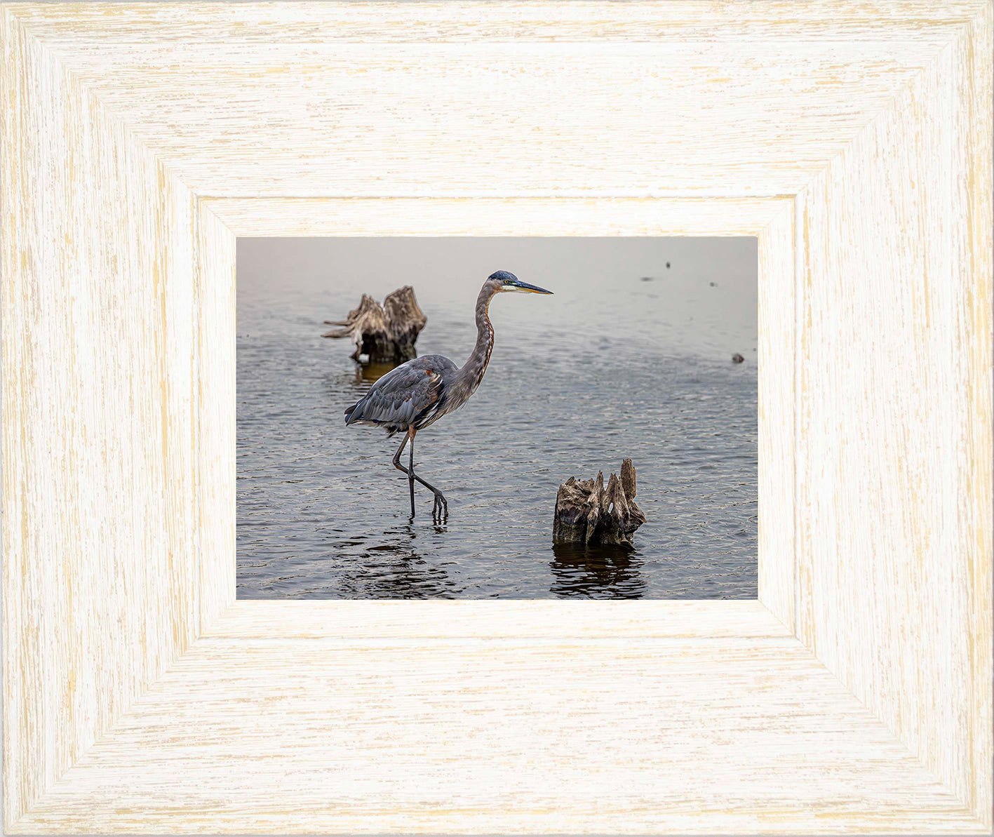 Great Blue at the Stumps -- Digital Print
