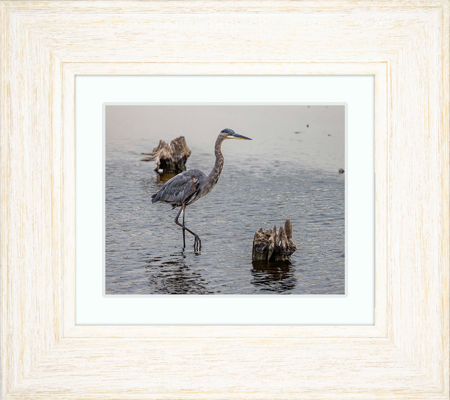 Great Blue at the Stumps -- Digital Print