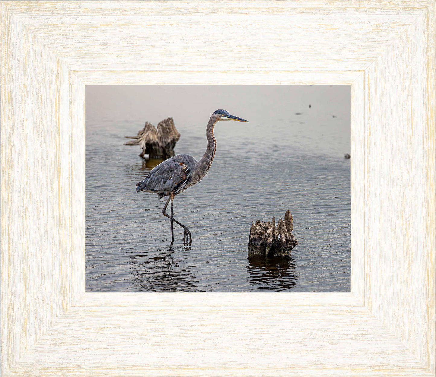 Great Blue at the Stumps -- Digital Print
