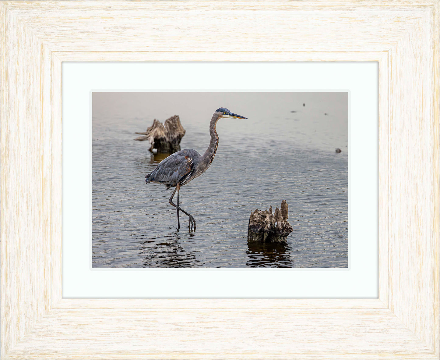Great Blue at the Stumps -- Digital Print