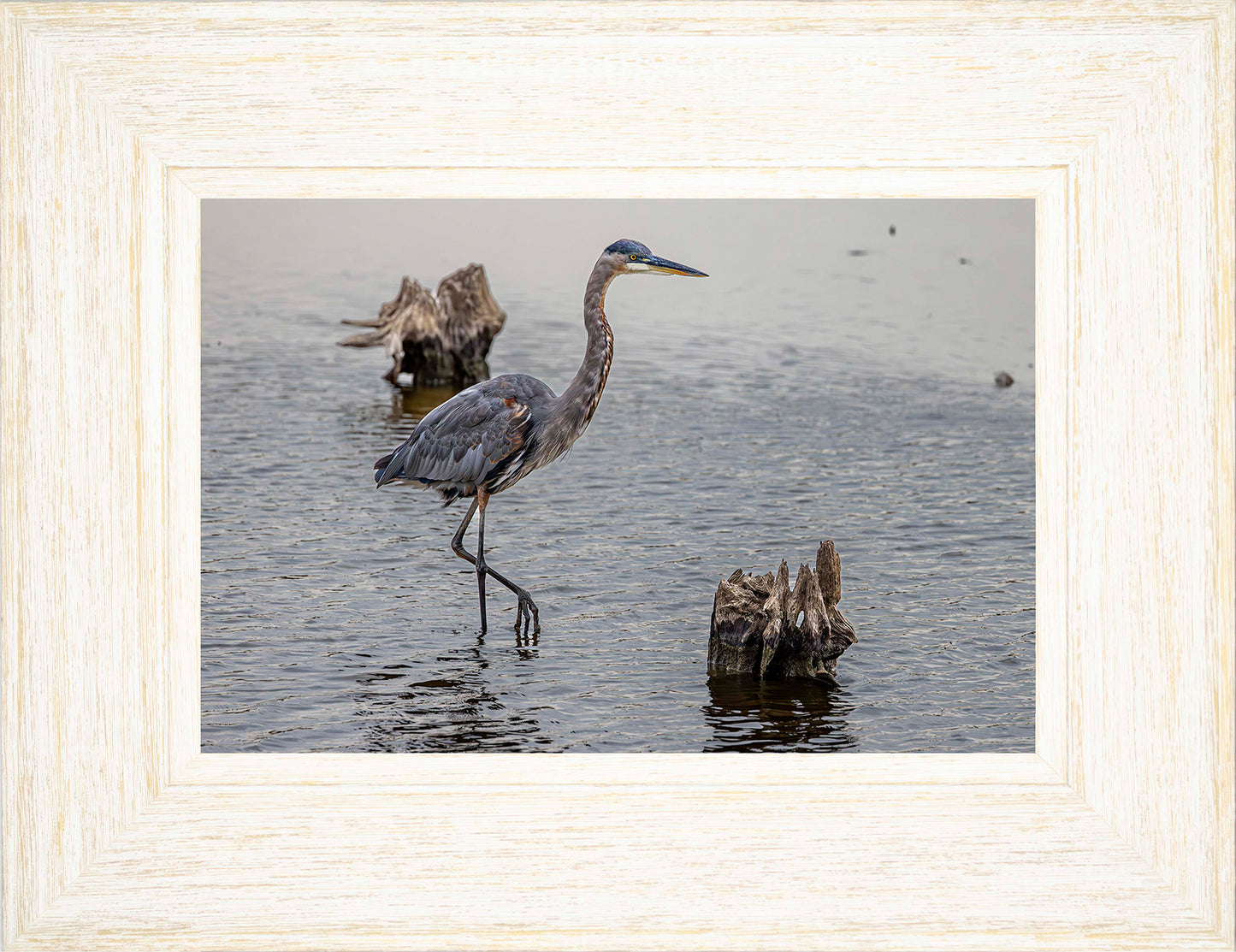 Great Blue at the Stumps -- Digital Print