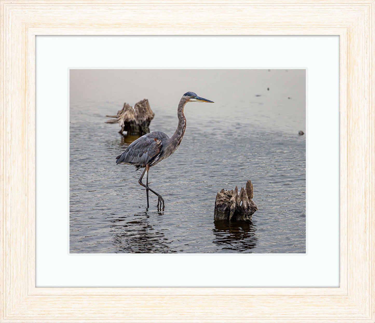 Great Blue at the Stumps -- Digital Print