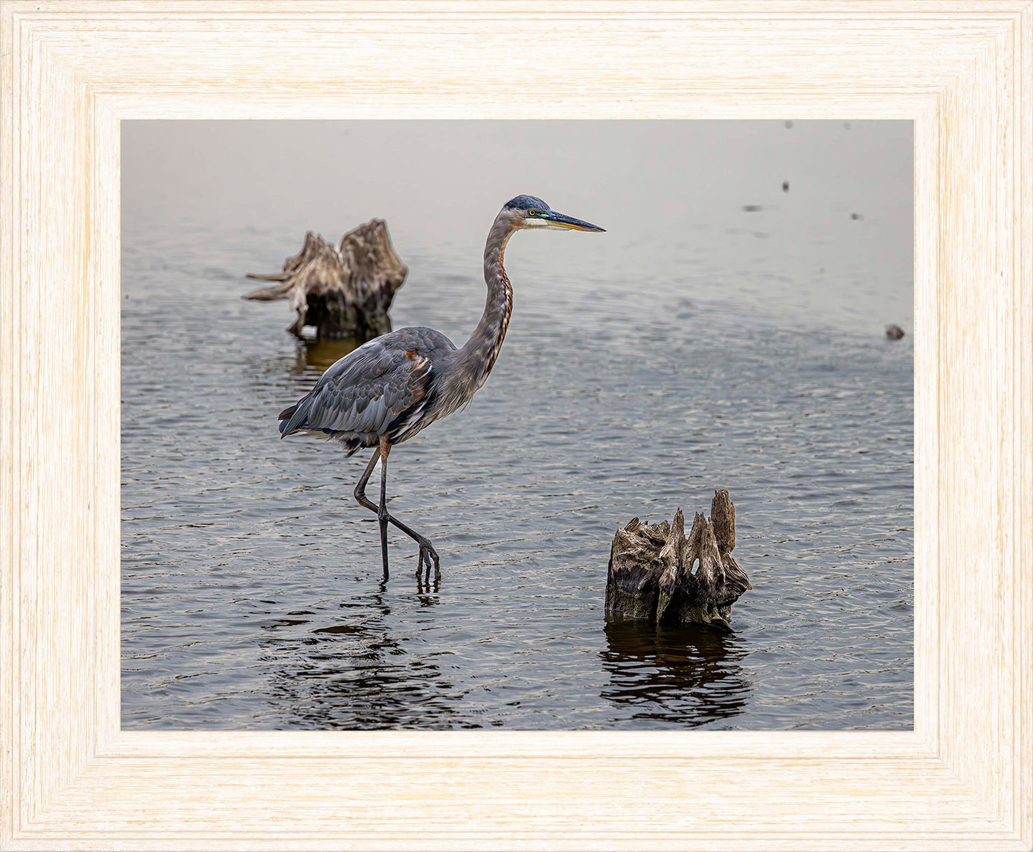 Great Blue at the Stumps -- Digital Print