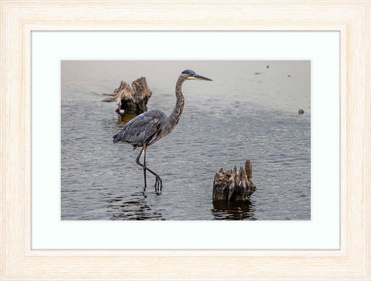 Great Blue at the Stumps -- Digital Print
