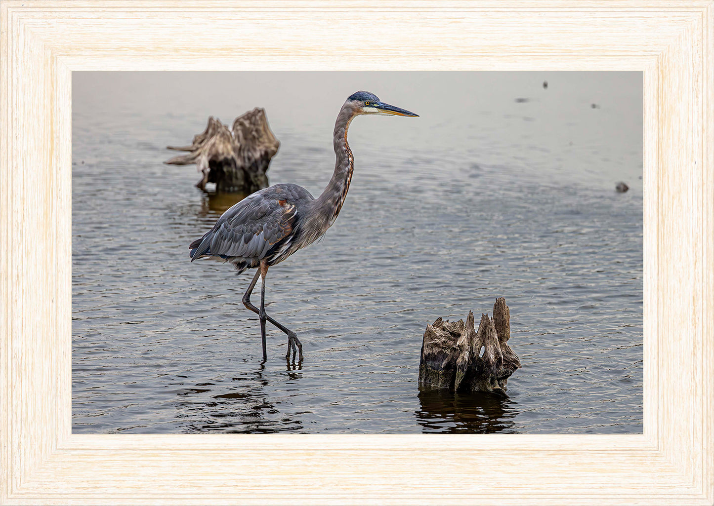 Great Blue at the Stumps -- Digital Print
