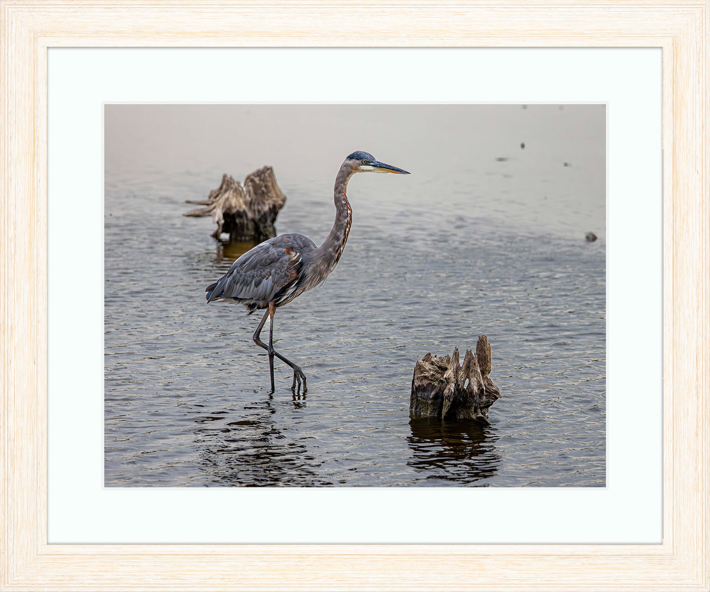 Great Blue at the Stumps -- Digital Print