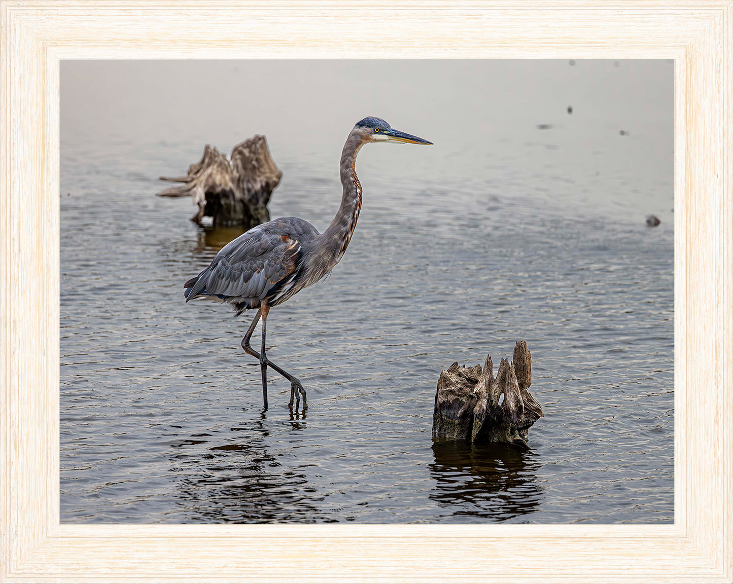 Great Blue at the Stumps -- Digital Print