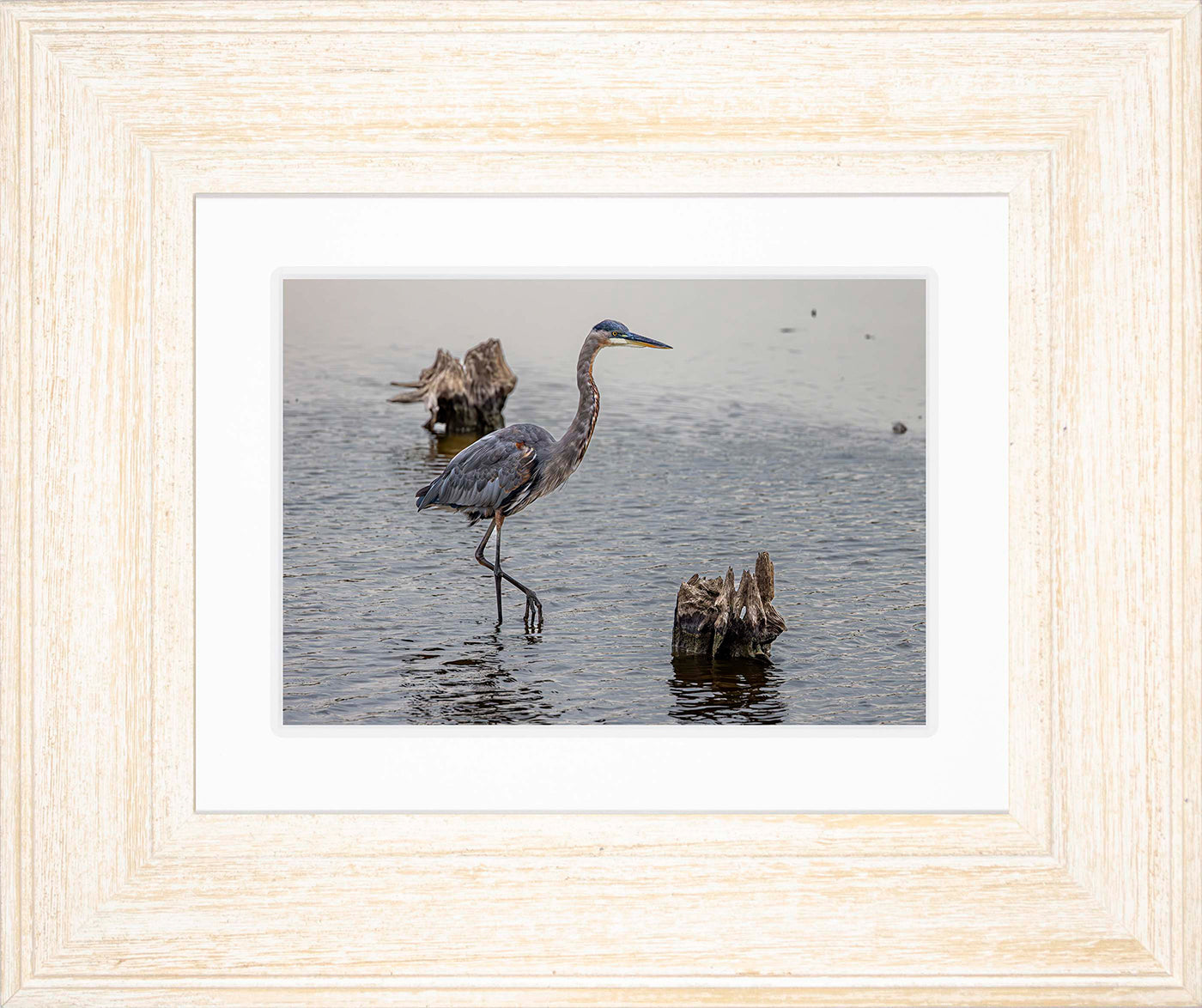 Great Blue at the Stumps -- Digital Print