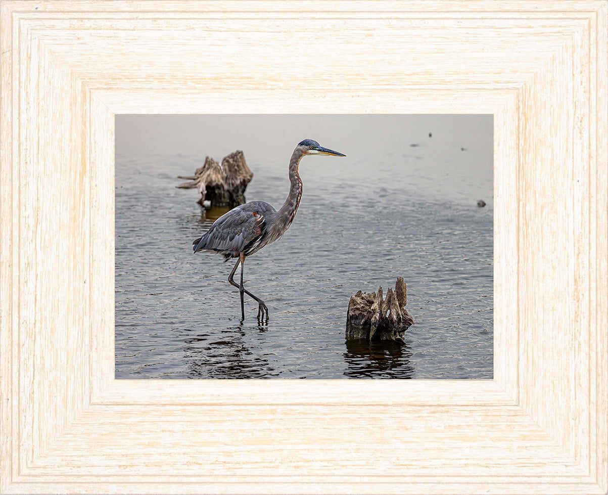 Great Blue at the Stumps -- Digital Print