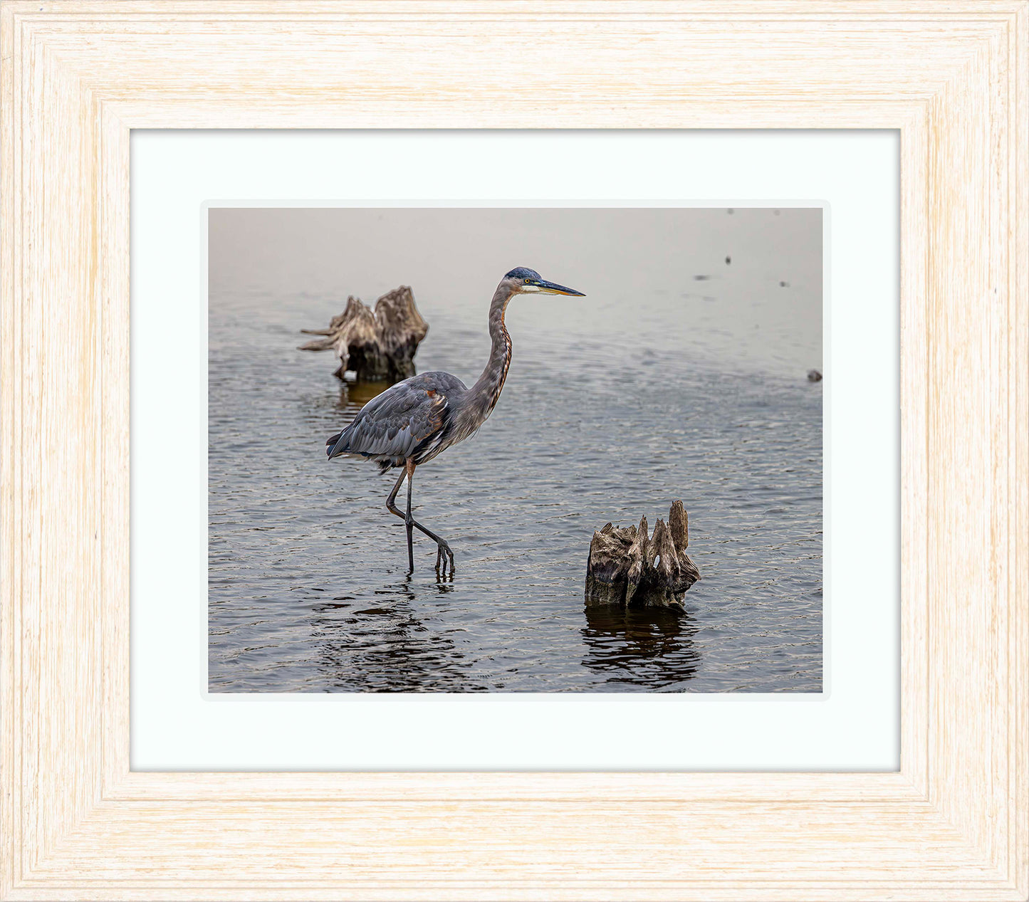 Great Blue at the Stumps -- Digital Print