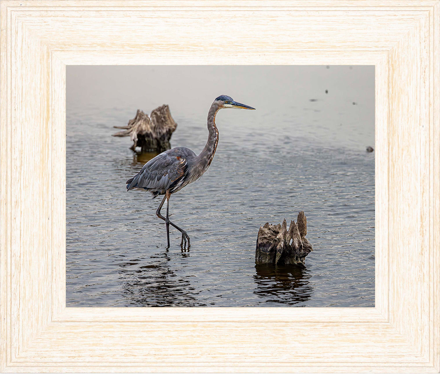 Great Blue at the Stumps -- Digital Print