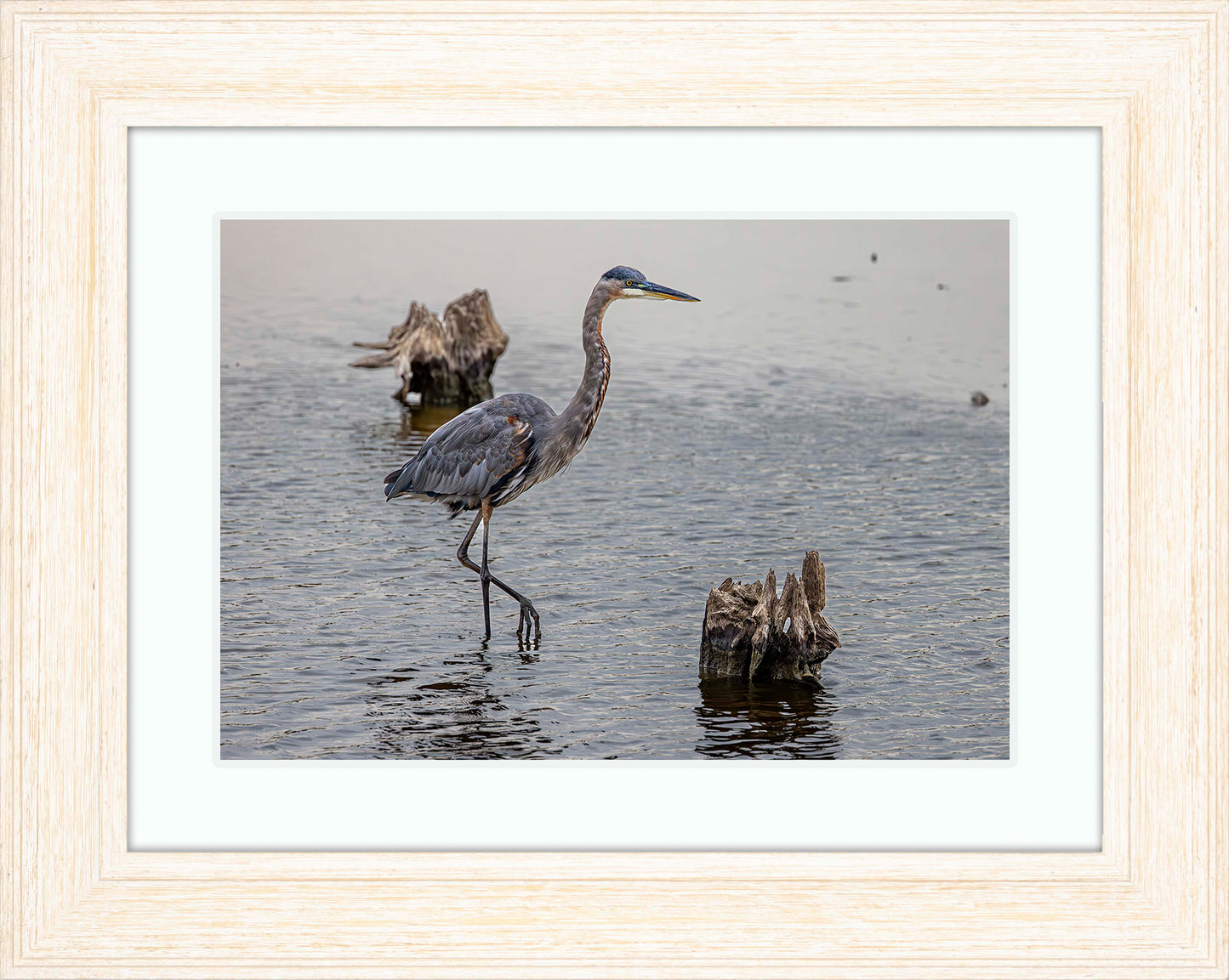 Great Blue at the Stumps -- Digital Print
