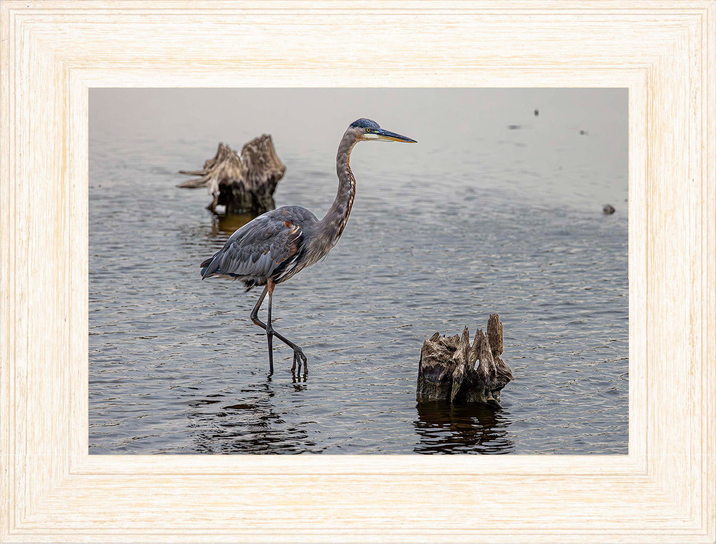 Great Blue at the Stumps -- Digital Print