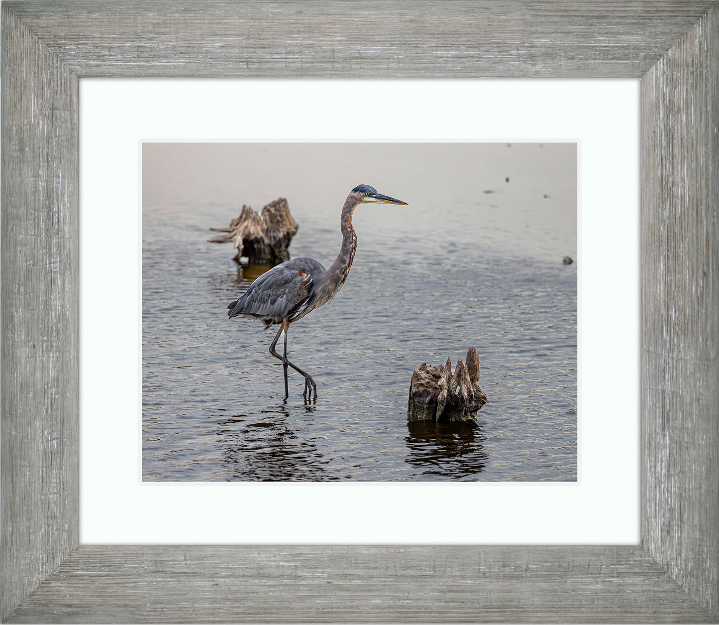 Great Blue at the Stumps -- Digital Print