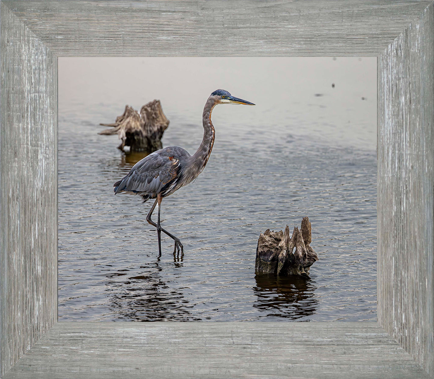 Great Blue at the Stumps -- Digital Print
