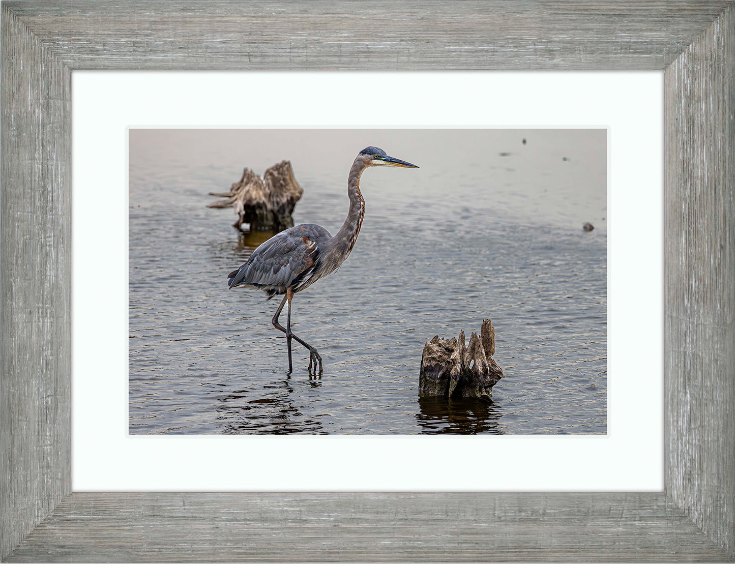 Great Blue at the Stumps -- Digital Print