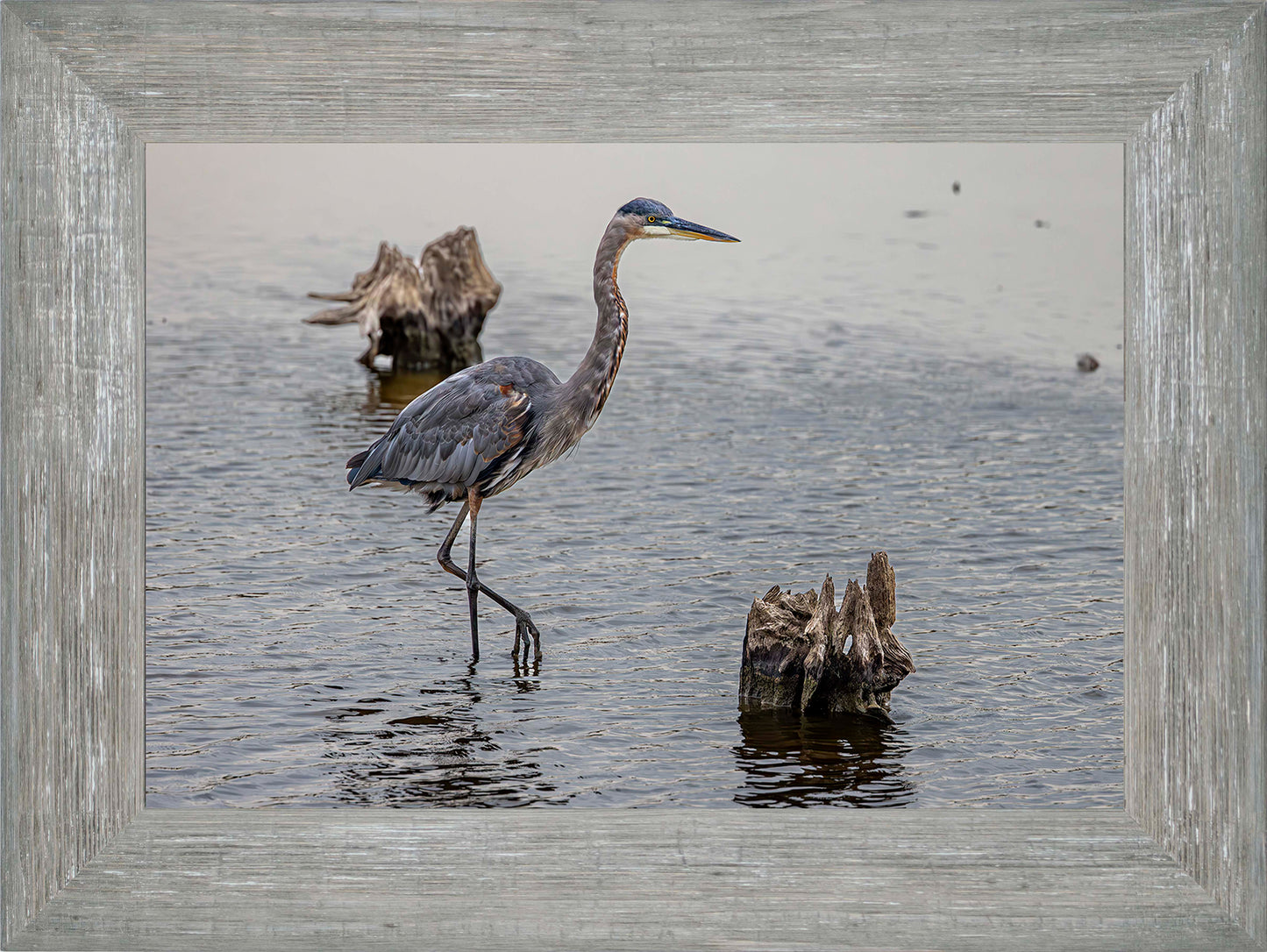 Great Blue at the Stumps -- Digital Print