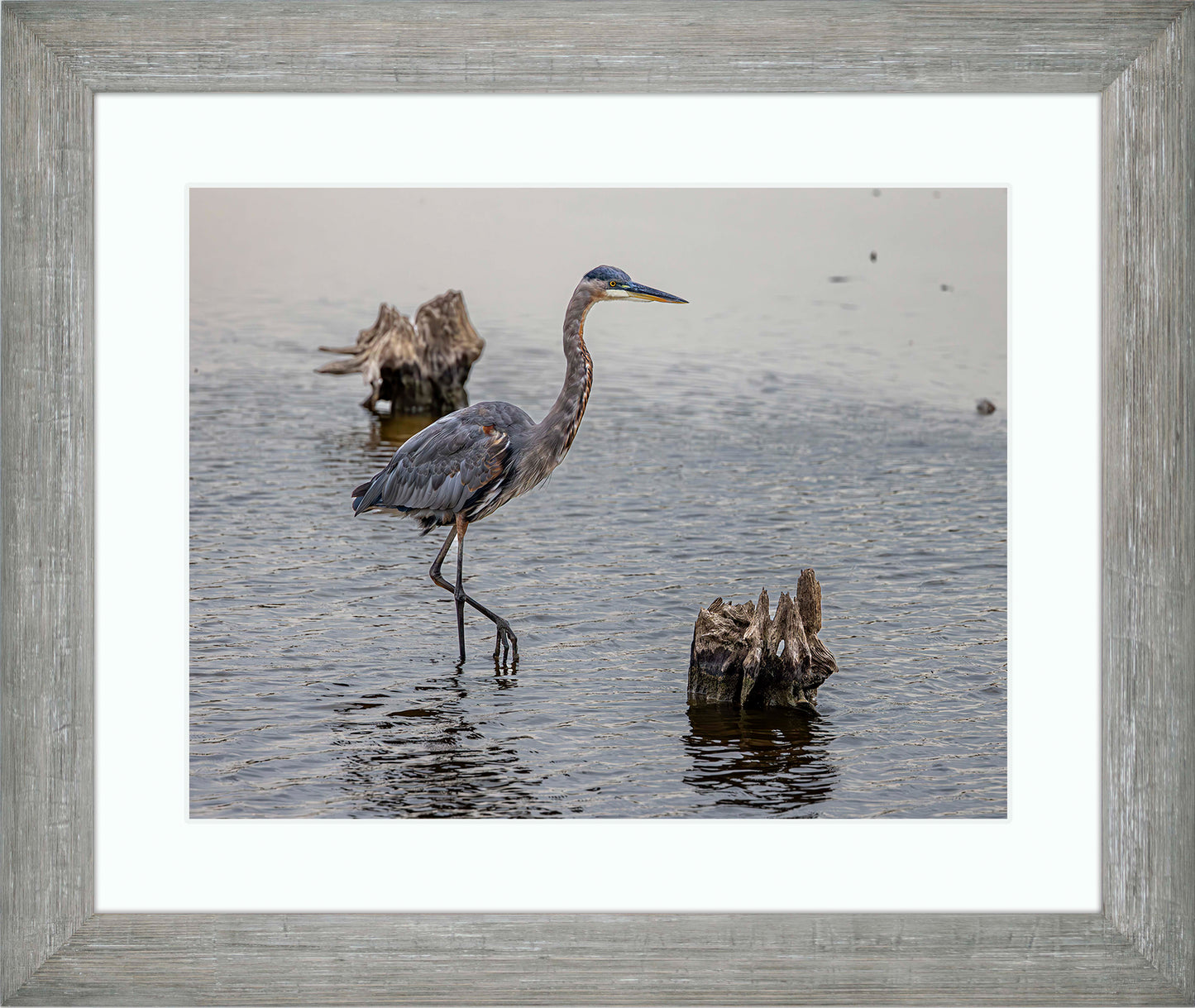 Great Blue at the Stumps -- Digital Print