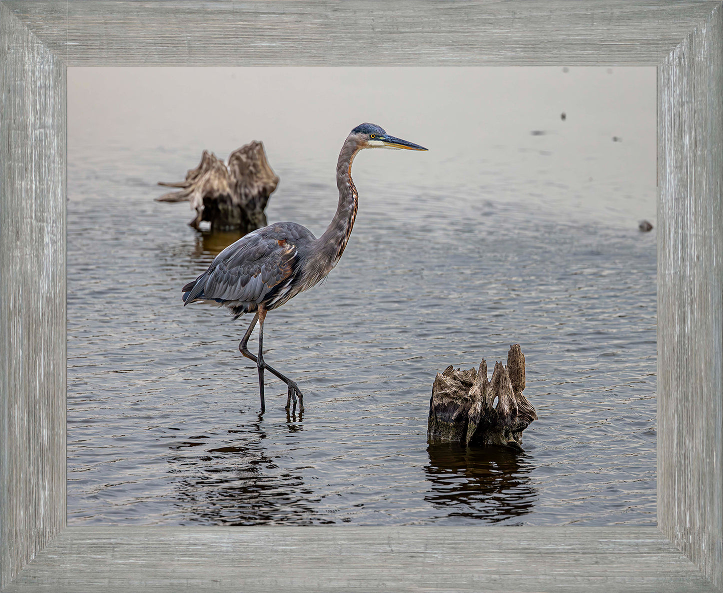 Great Blue at the Stumps -- Digital Print