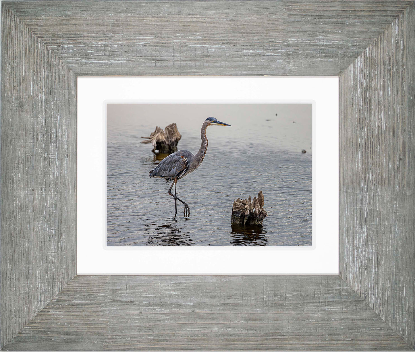 Great Blue at the Stumps -- Digital Print