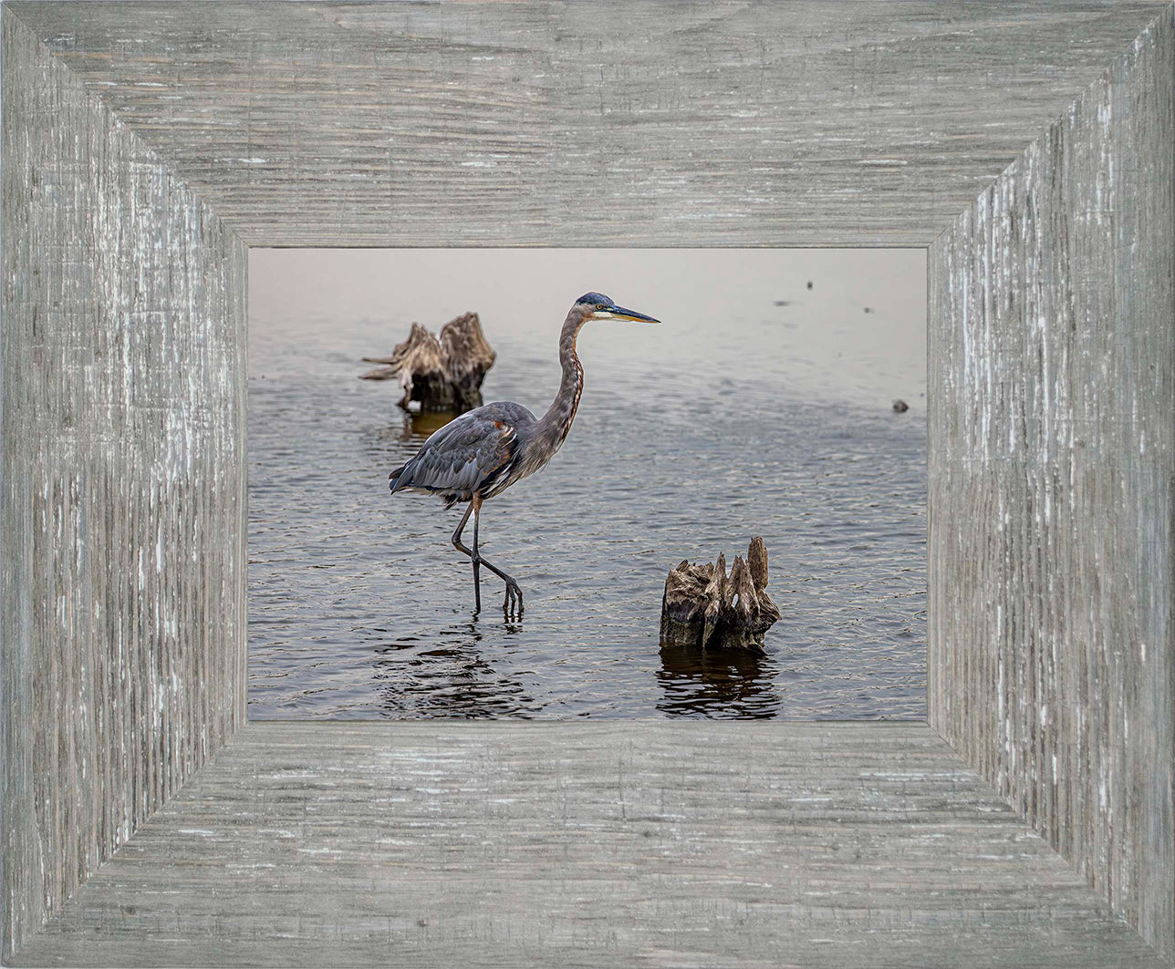 Great Blue at the Stumps -- Digital Print