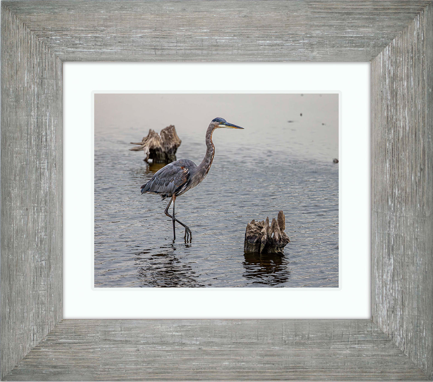 Great Blue at the Stumps -- Digital Print