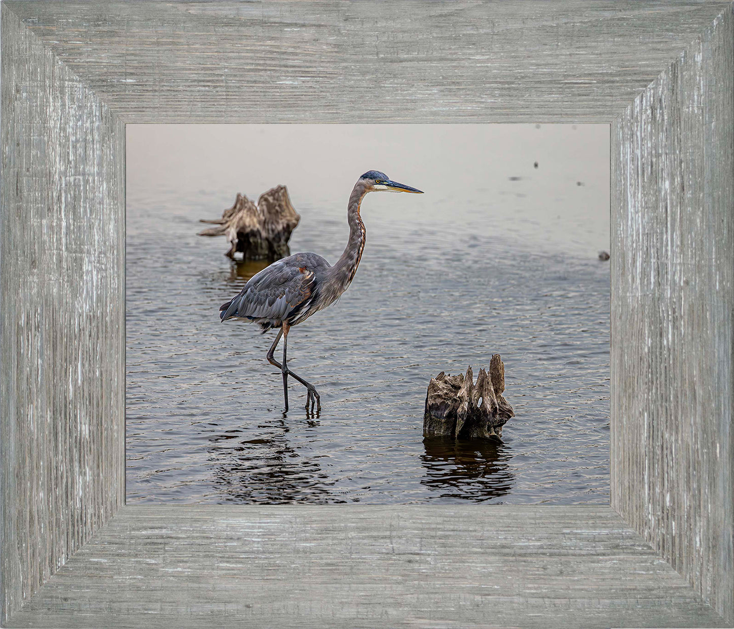 Great Blue at the Stumps -- Digital Print