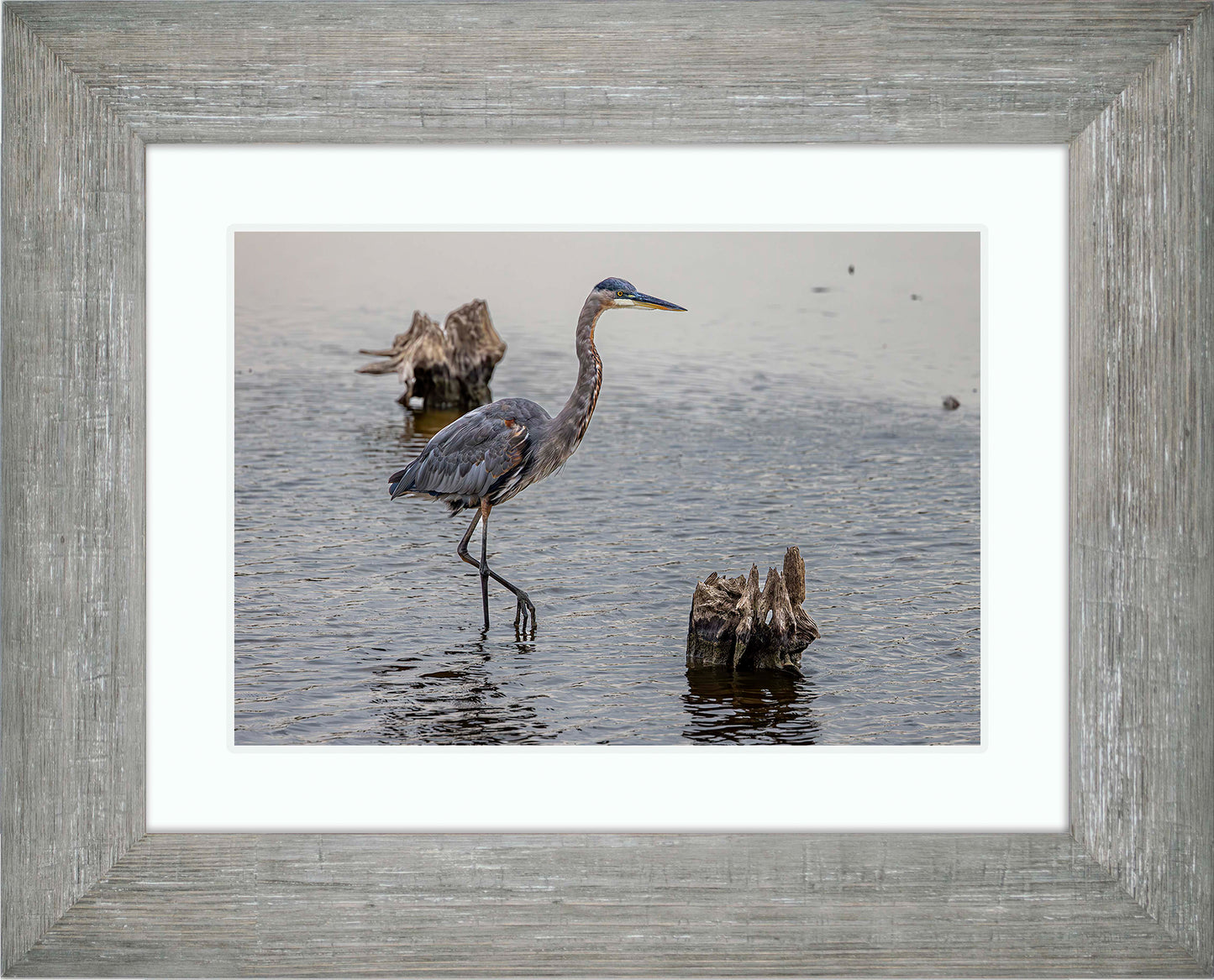 Great Blue at the Stumps -- Digital Print
