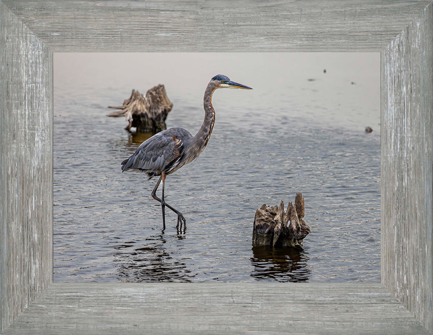 Great Blue at the Stumps -- Digital Print