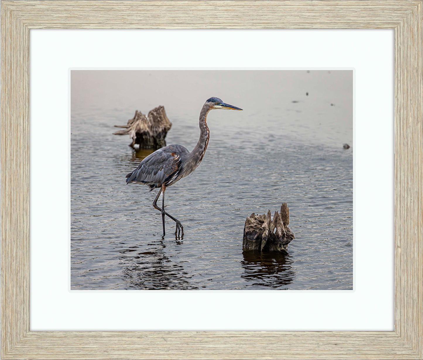 Great Blue at the Stumps -- Digital Print