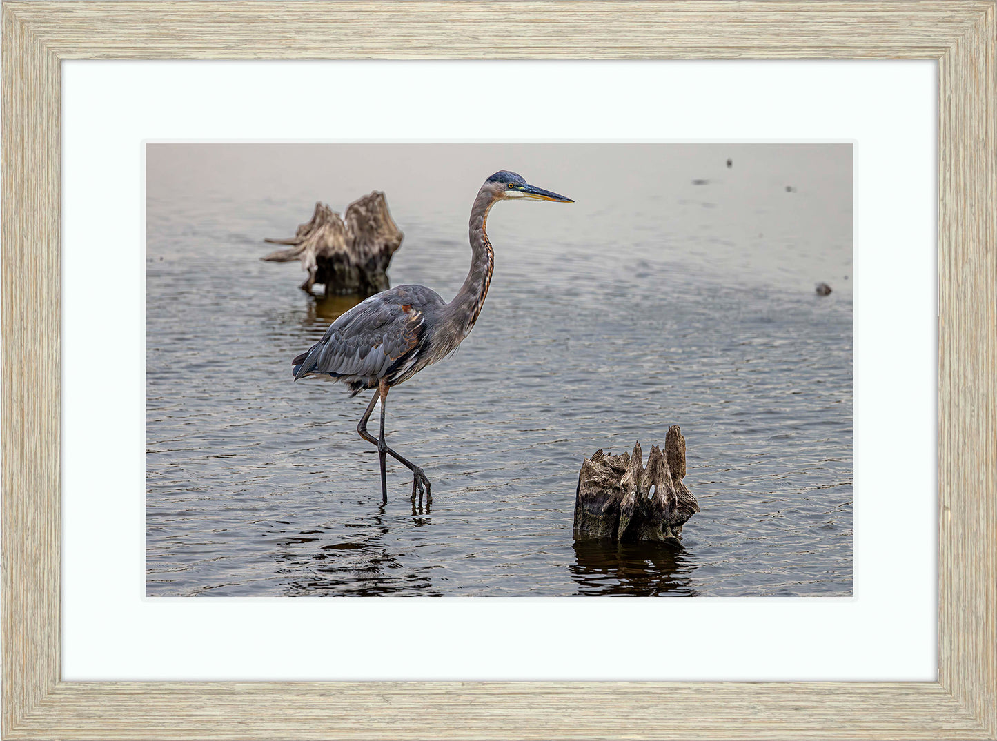 Great Blue at the Stumps -- Digital Print