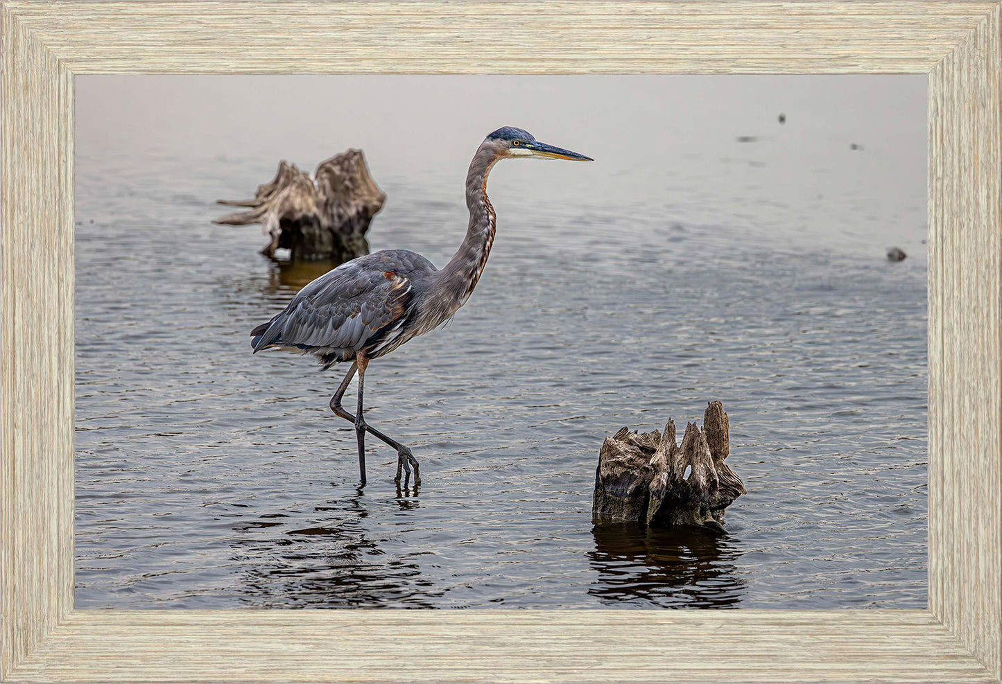 Great Blue at the Stumps -- Digital Print