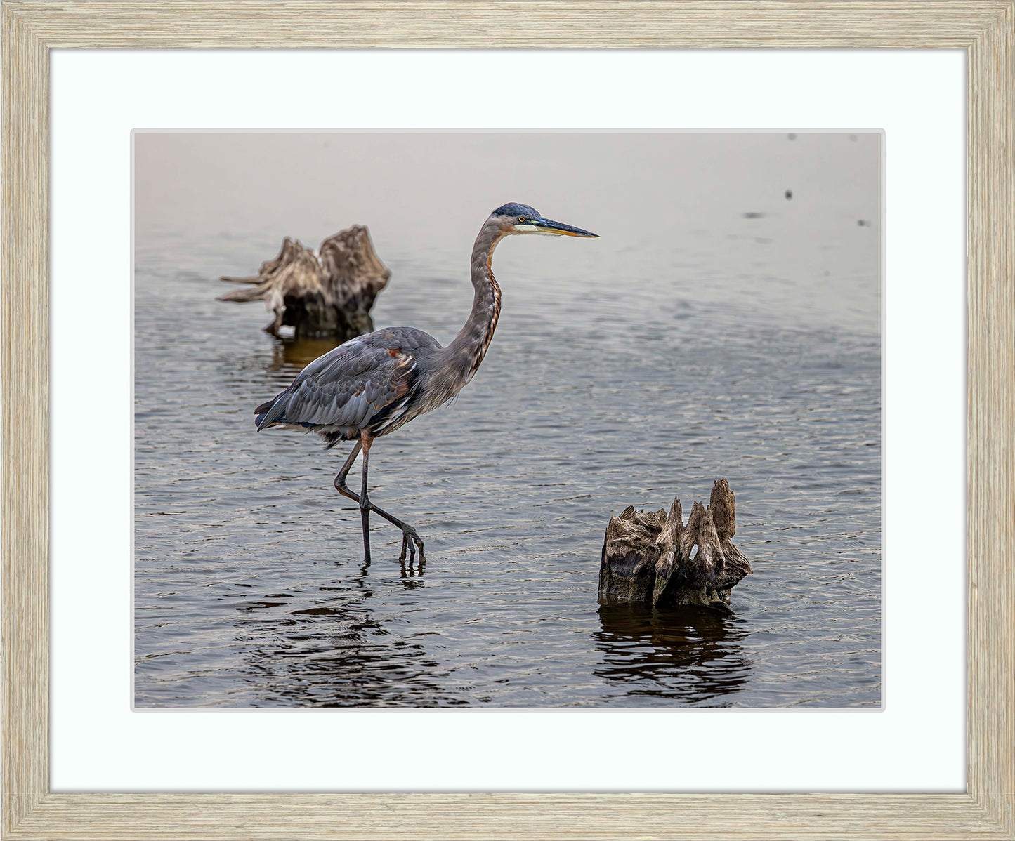 Great Blue at the Stumps -- Digital Print