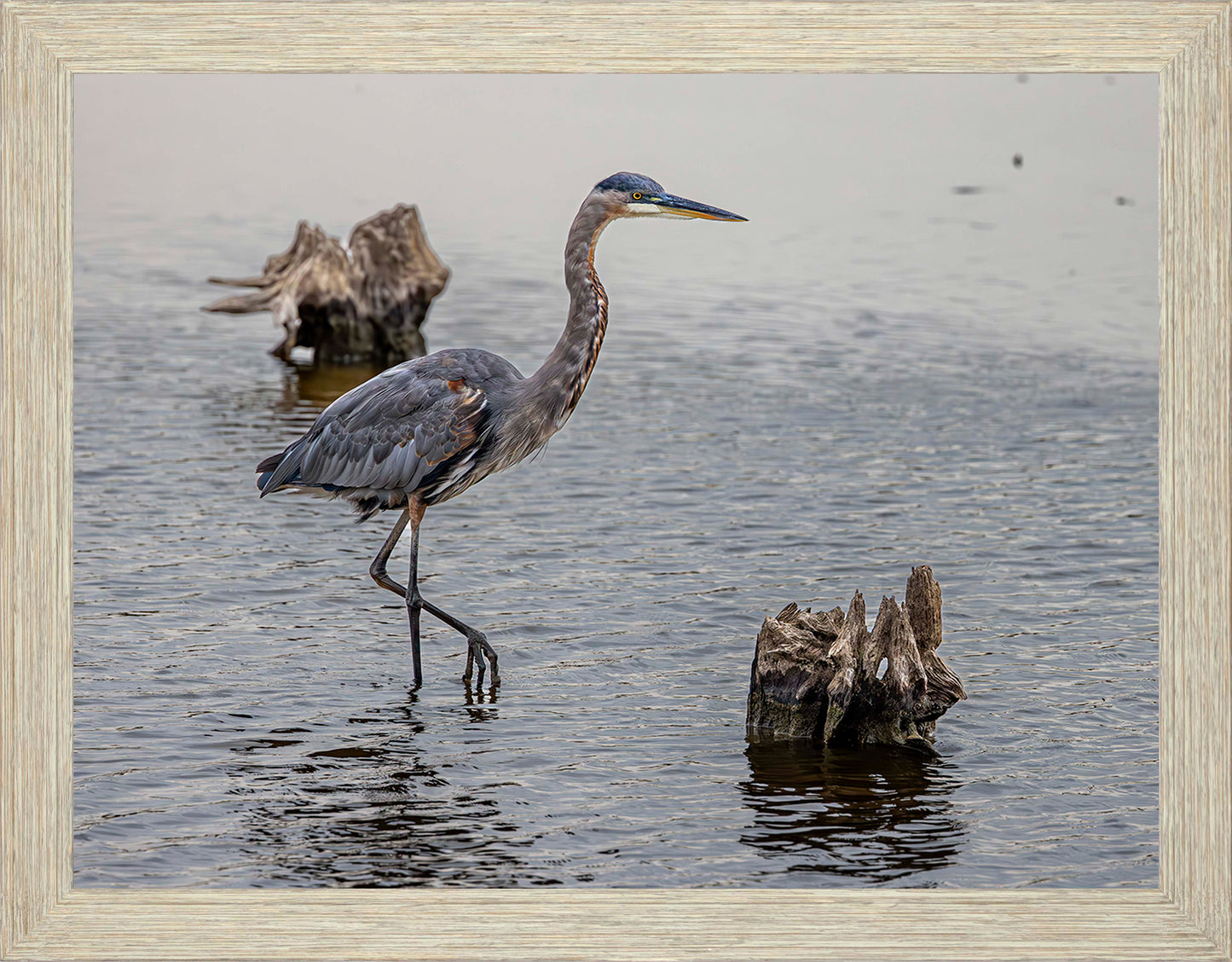 Great Blue at the Stumps -- Digital Print