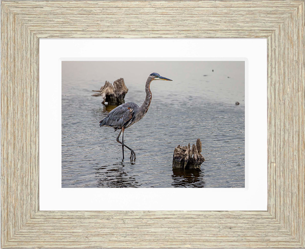 Great Blue at the Stumps -- Digital Print