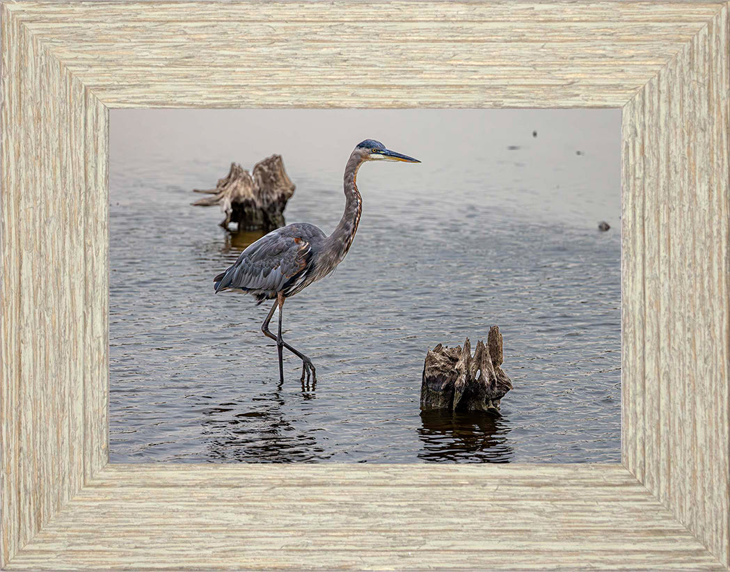Great Blue at the Stumps -- Digital Print