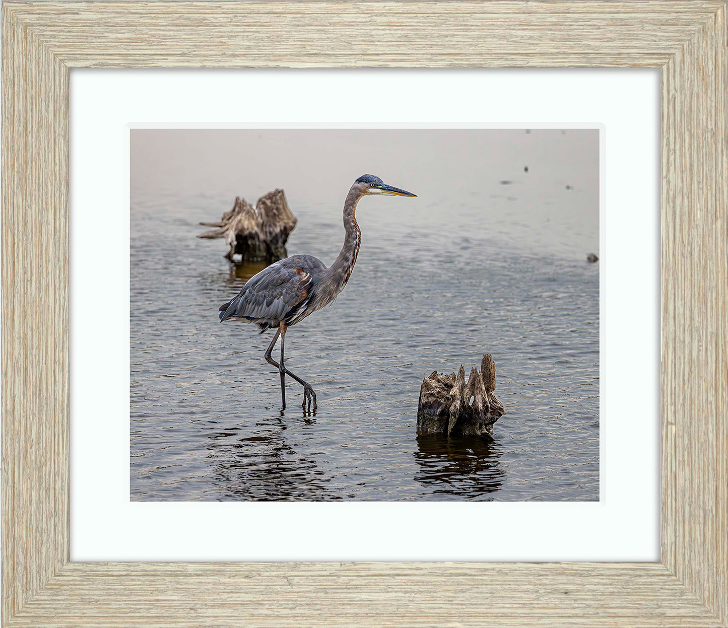 Great Blue at the Stumps -- Digital Print