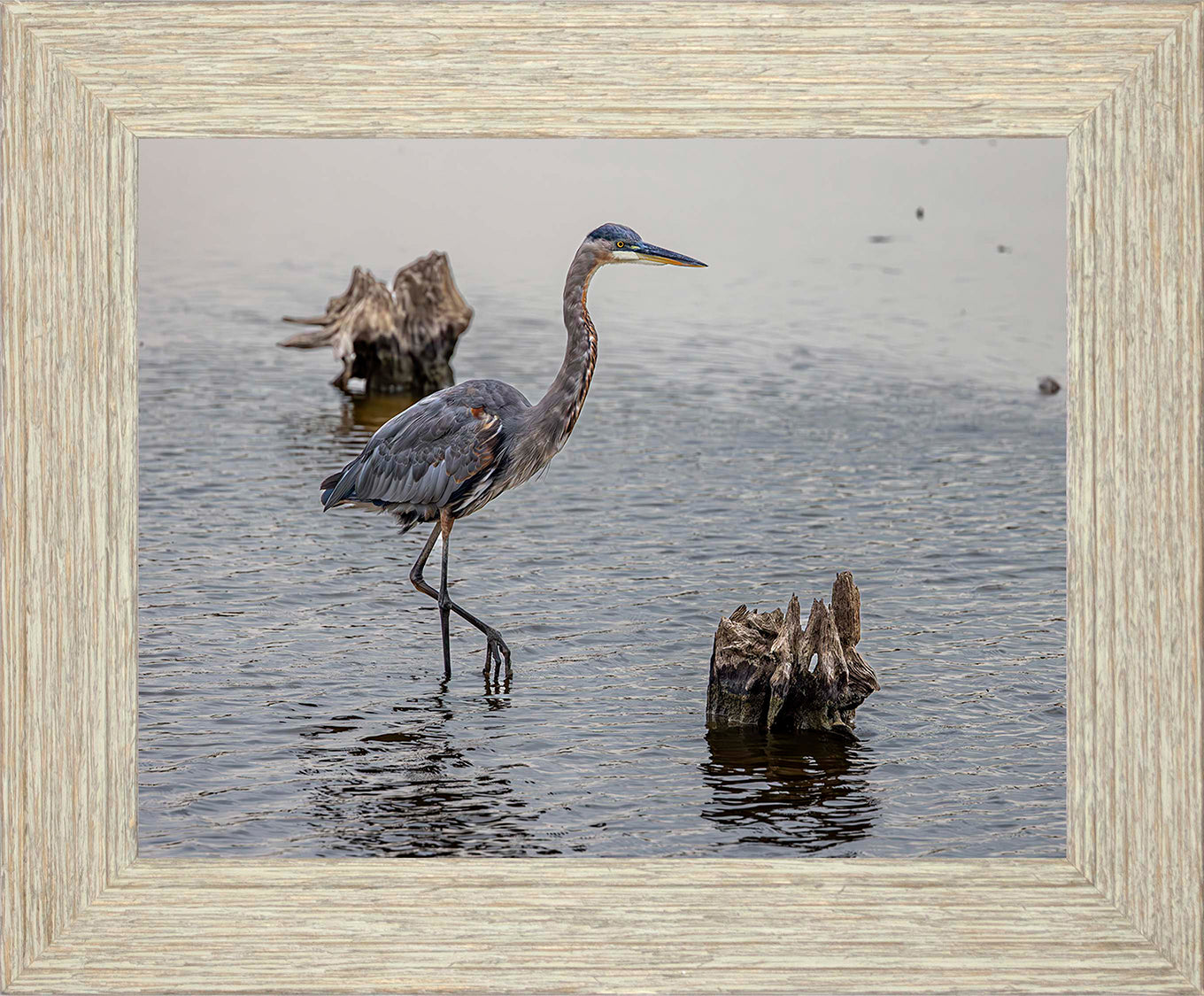 Great Blue at the Stumps -- Digital Print