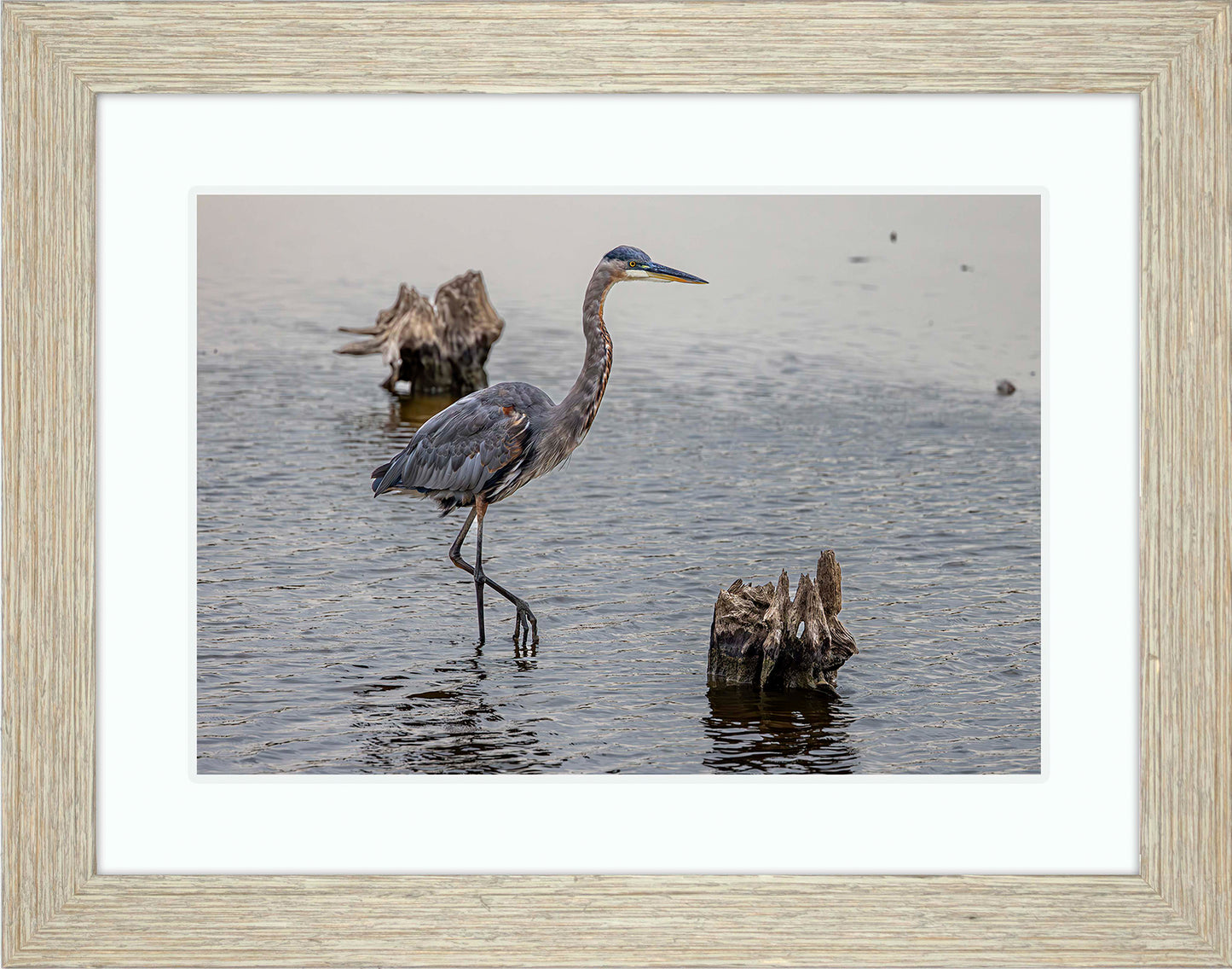 Great Blue at the Stumps -- Digital Print