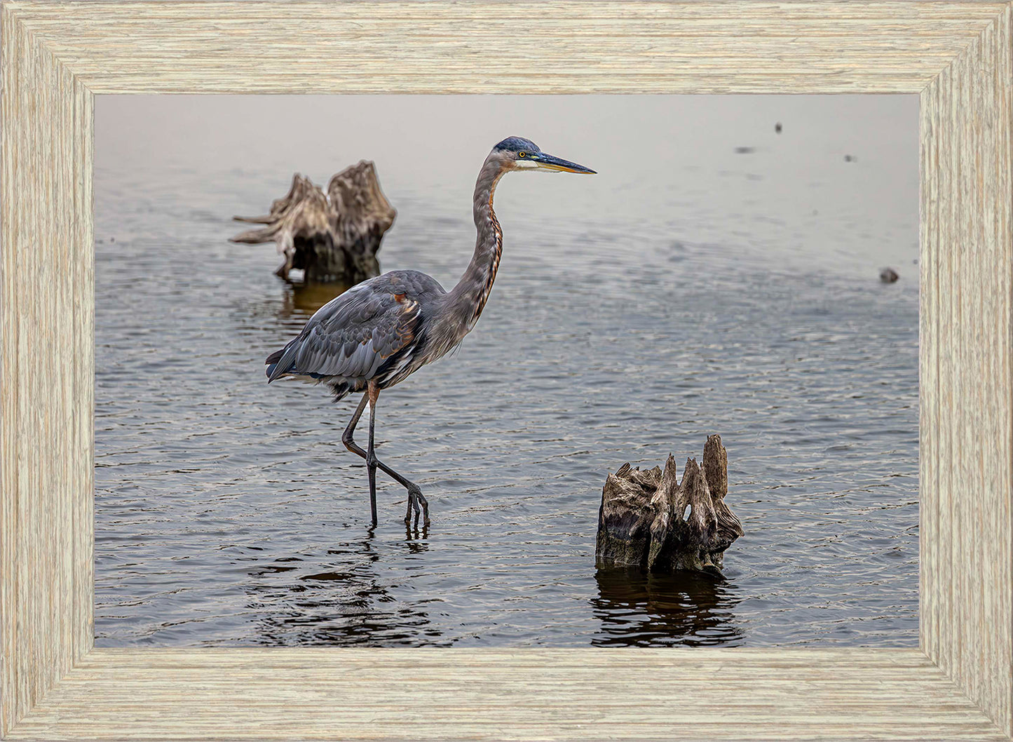 Great Blue at the Stumps -- Digital Print