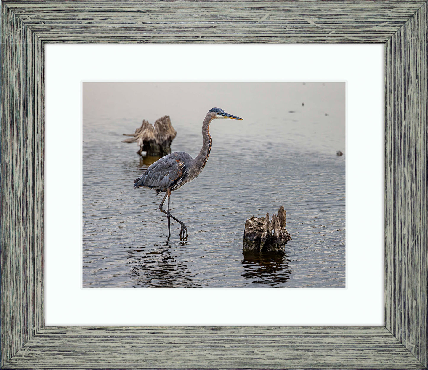 Great Blue at the Stumps -- Digital Print