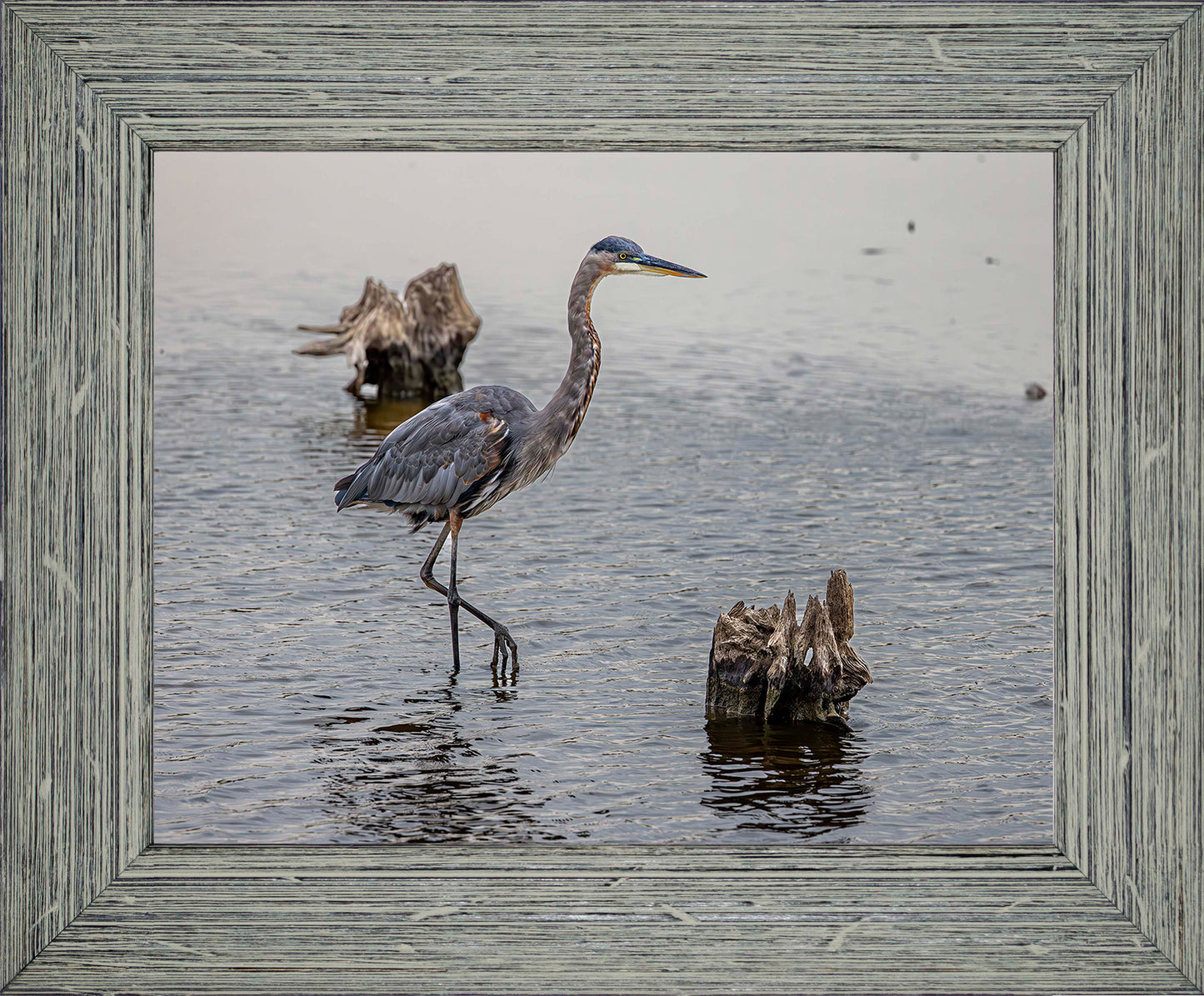 Great Blue at the Stumps -- Digital Print