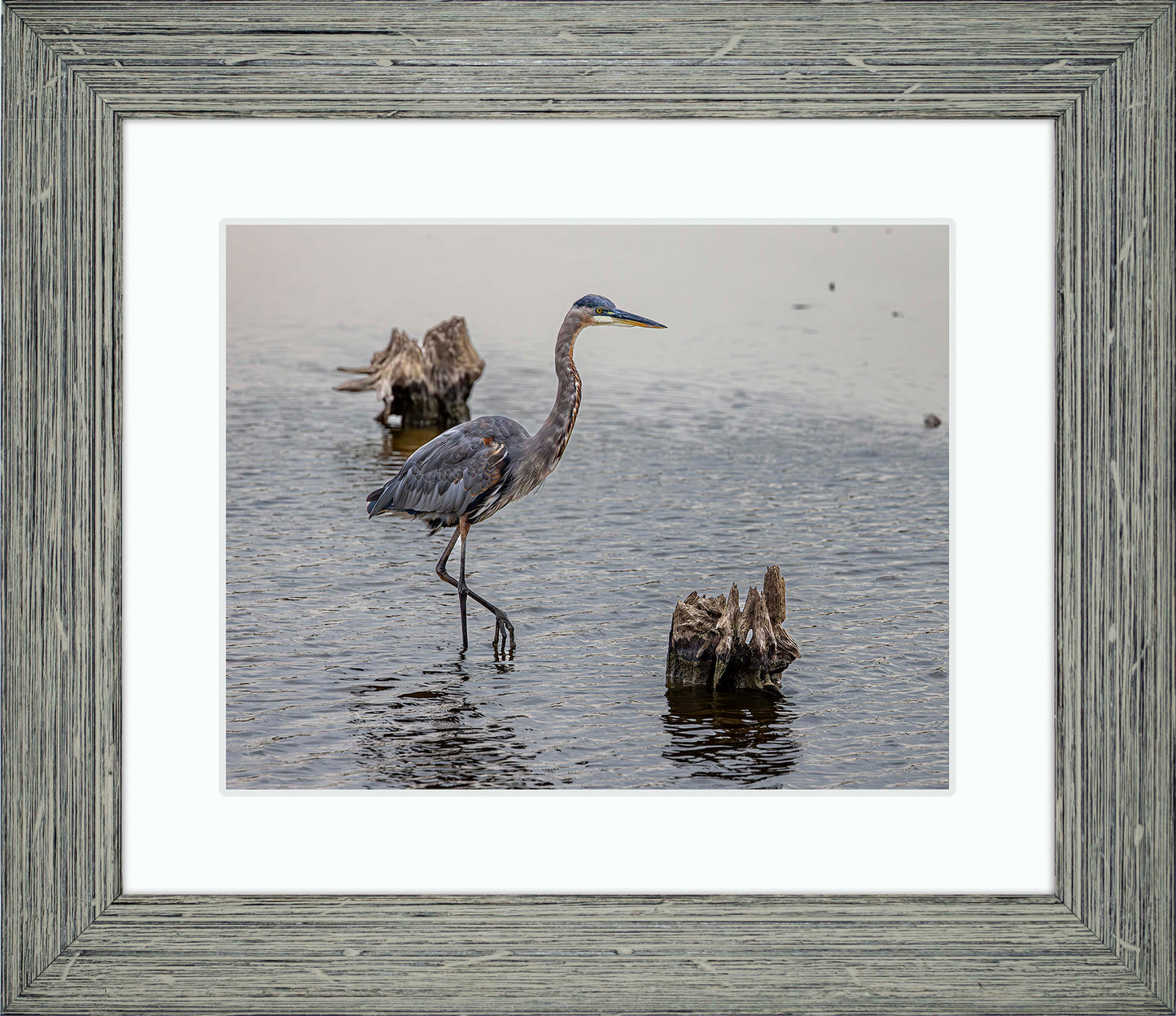 Great Blue at the Stumps -- Digital Print