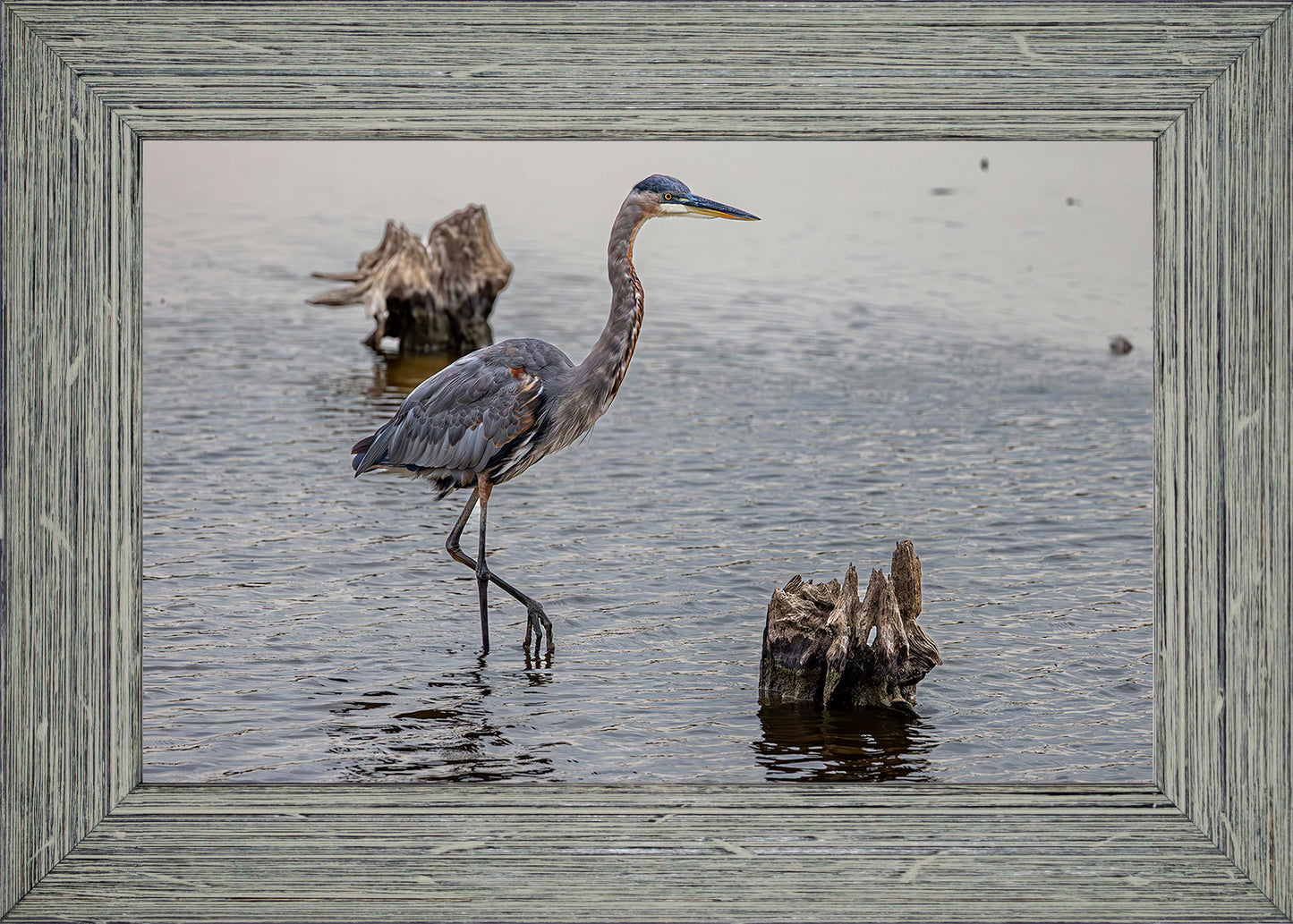Great Blue at the Stumps -- Digital Print