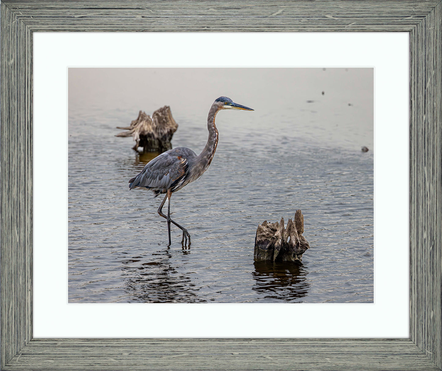 Great Blue at the Stumps -- Digital Print