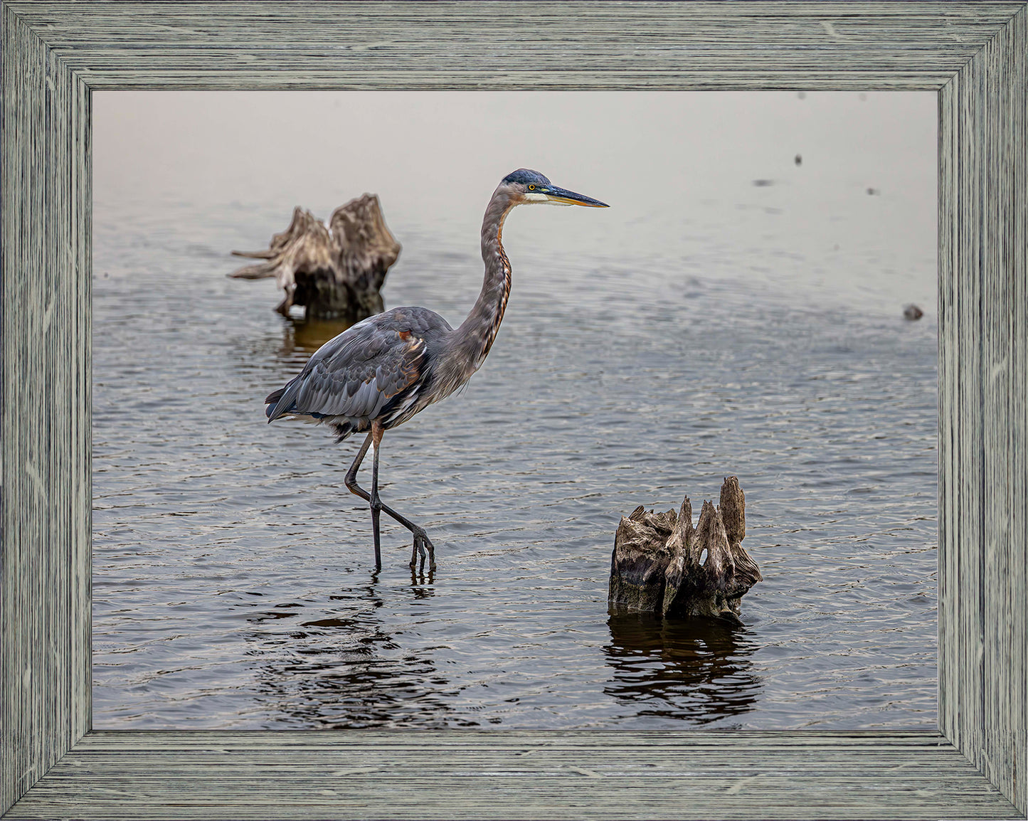 Great Blue at the Stumps -- Digital Print